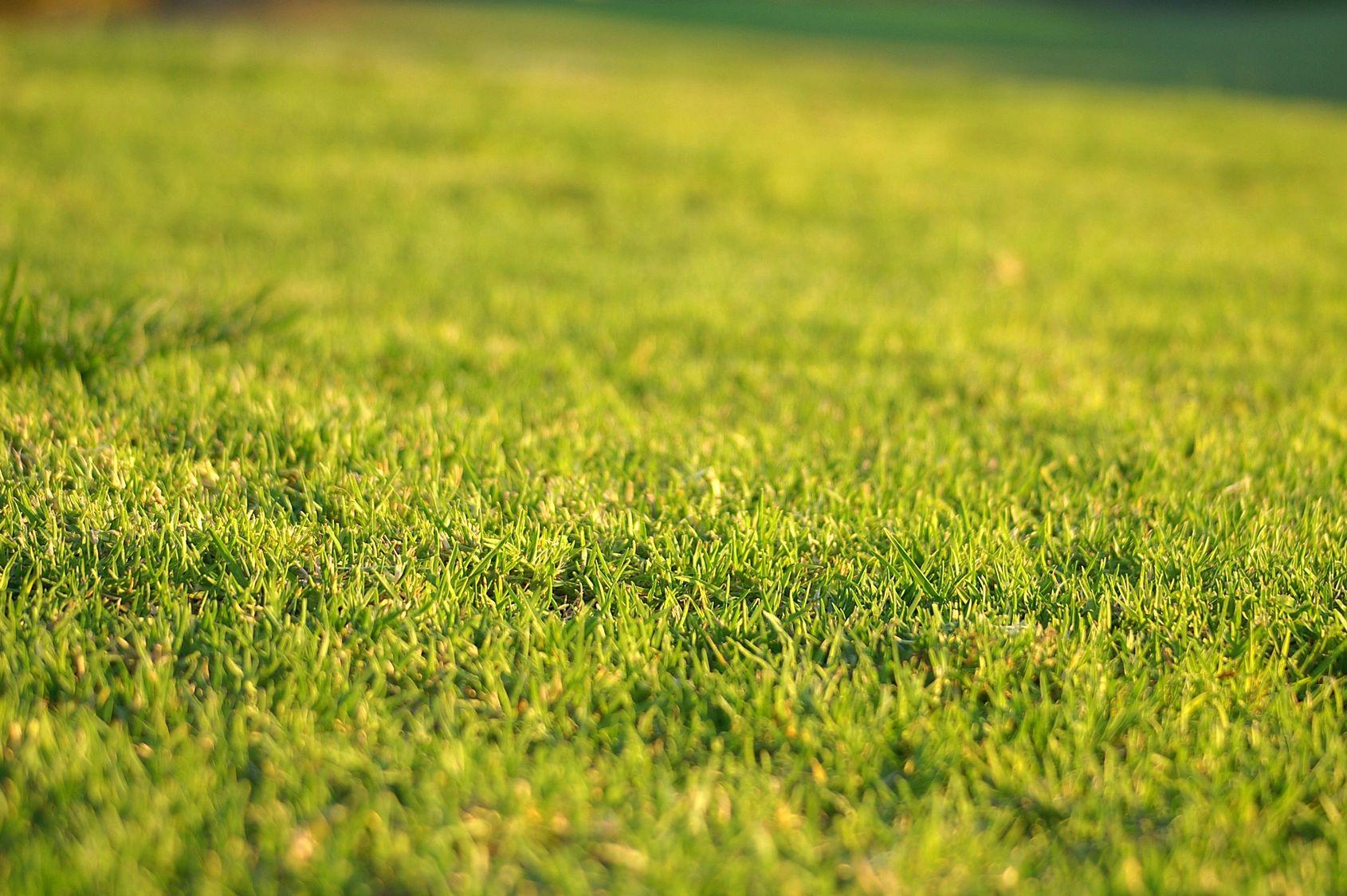 Close-up of lush green grass